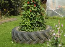 Beans growing up poles inside a tractor tyre